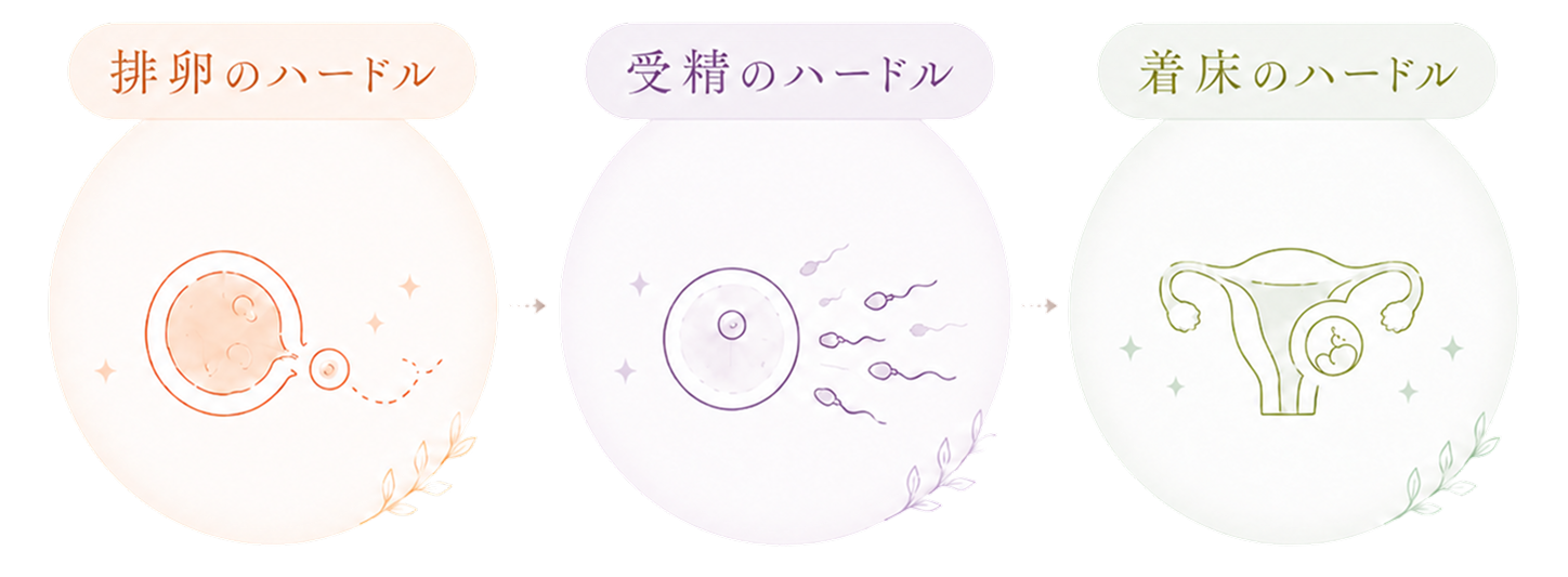 排卵のハードル・受精のハードル・着床のハードルを説明するイラスト。